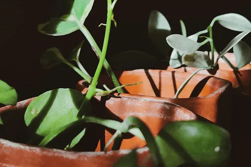 Закалённые растения